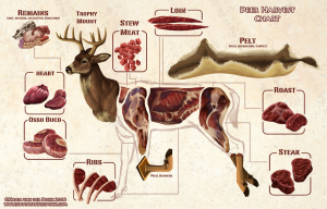 illustrated deer